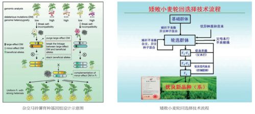 北京现代种业突出创新成果展 中国农业科学院